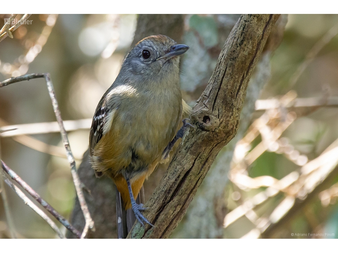 Thamnophilus caerulescens