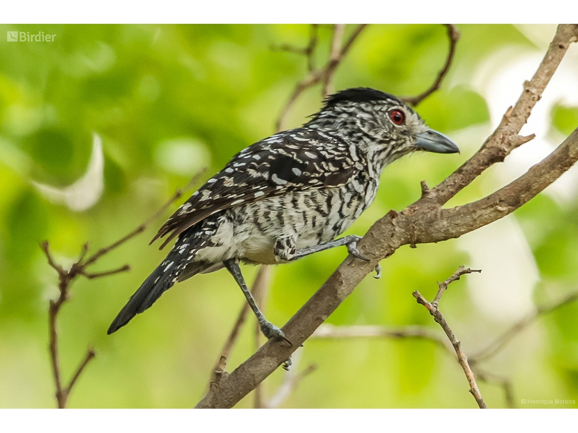 Thamnophilus capistratus