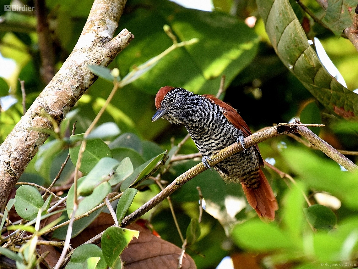 Thamnophilus palliatus