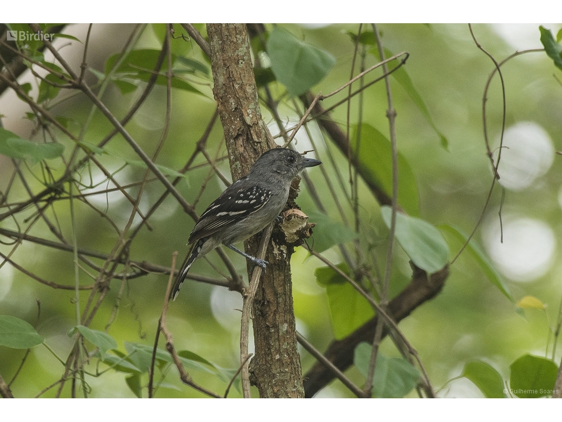 Thamnophilus pelzelni