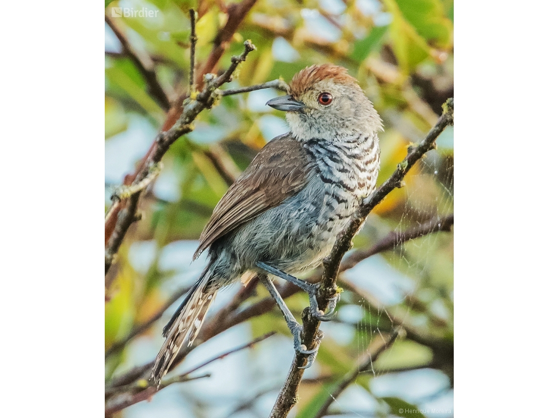 Thamnophilus ruficapillus