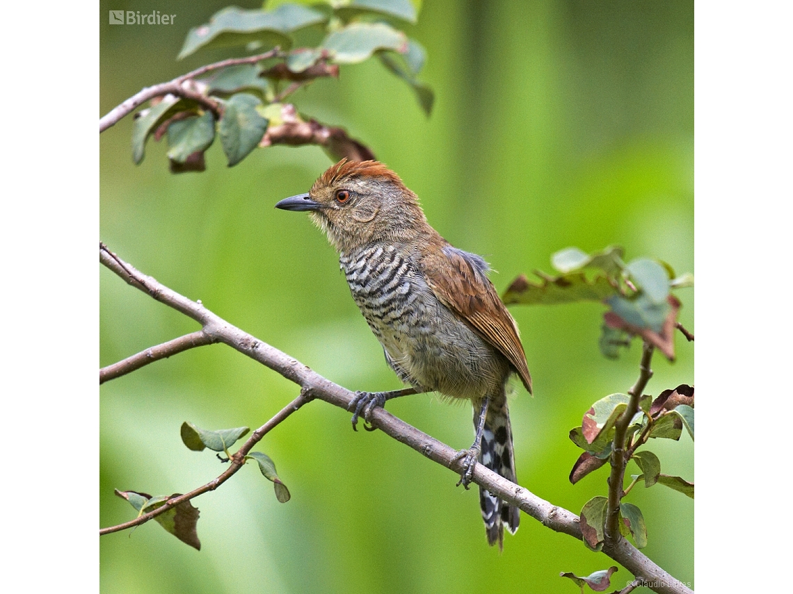 Thamnophilus ruficapillus