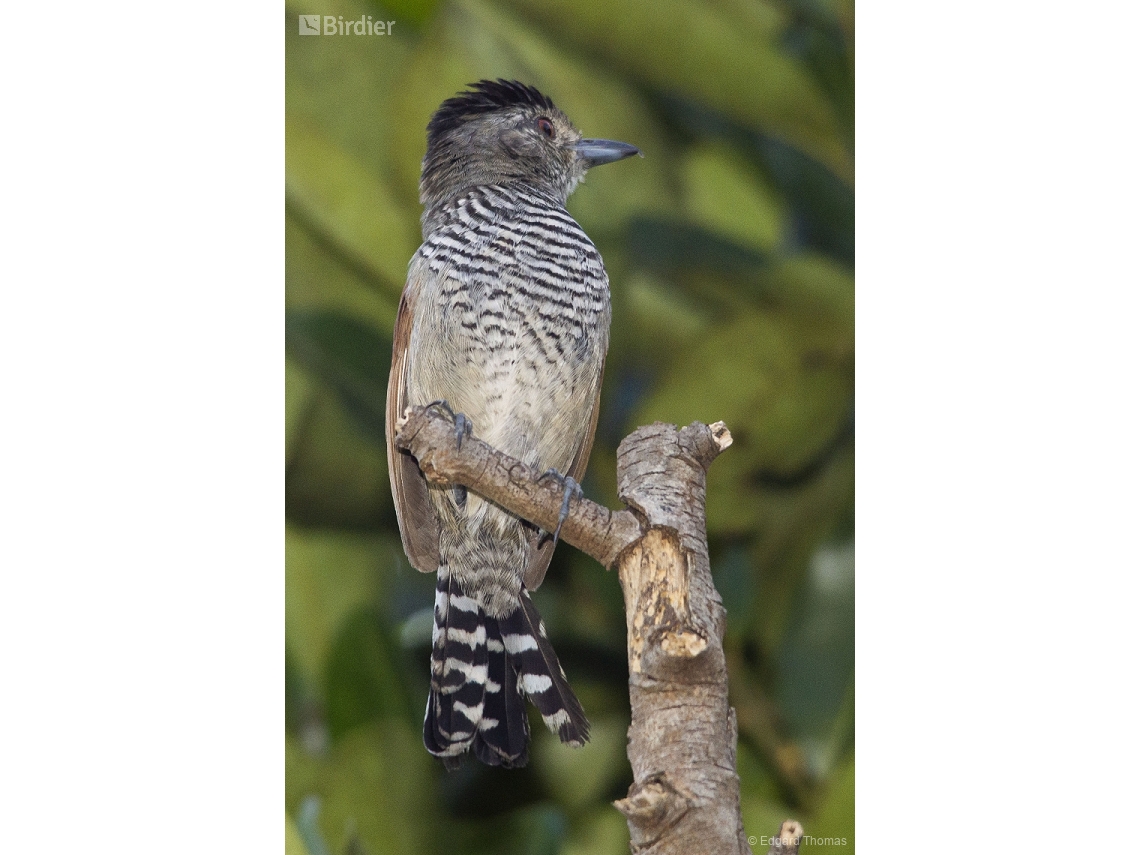 Thamnophilus torquatus