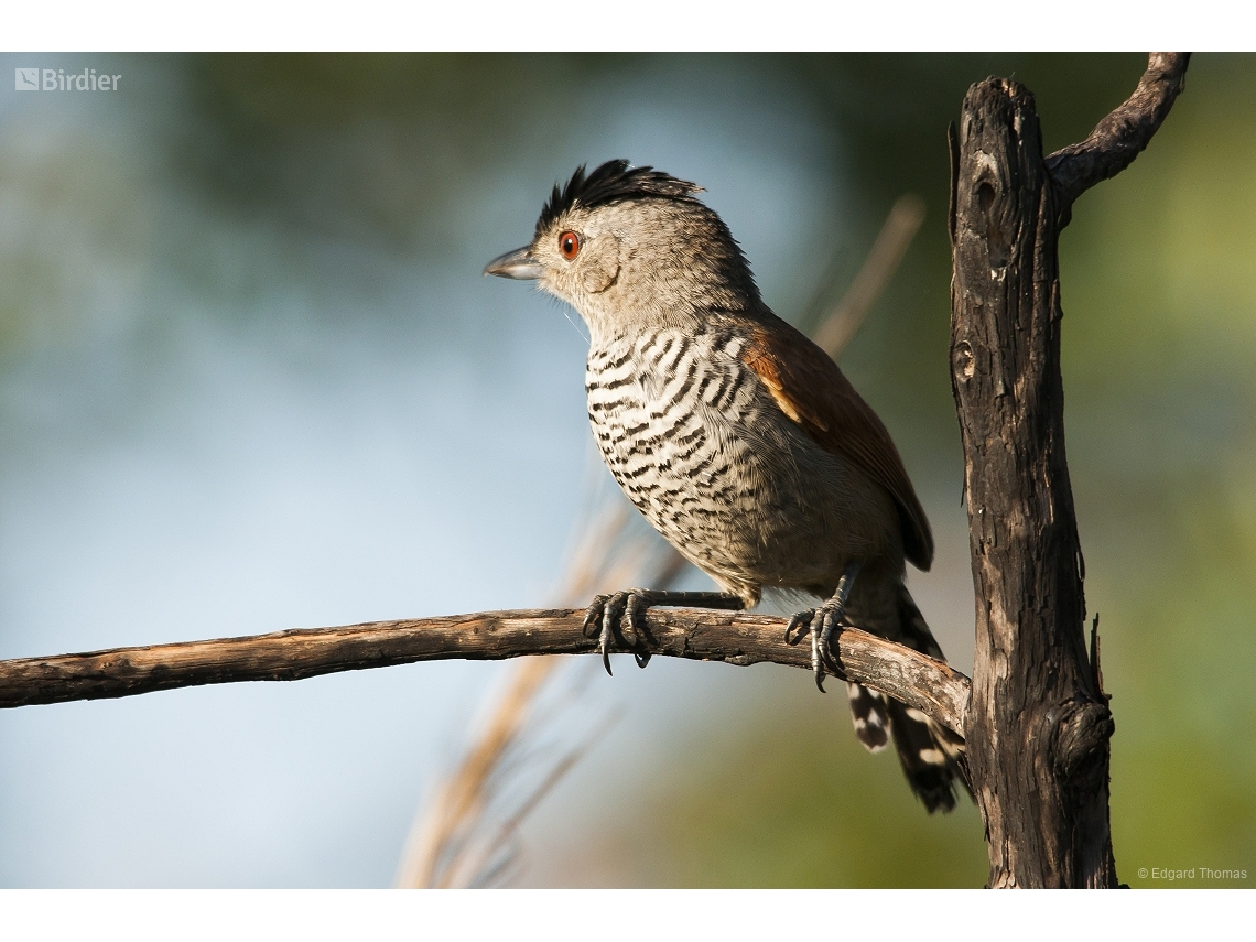 Thamnophilus torquatus