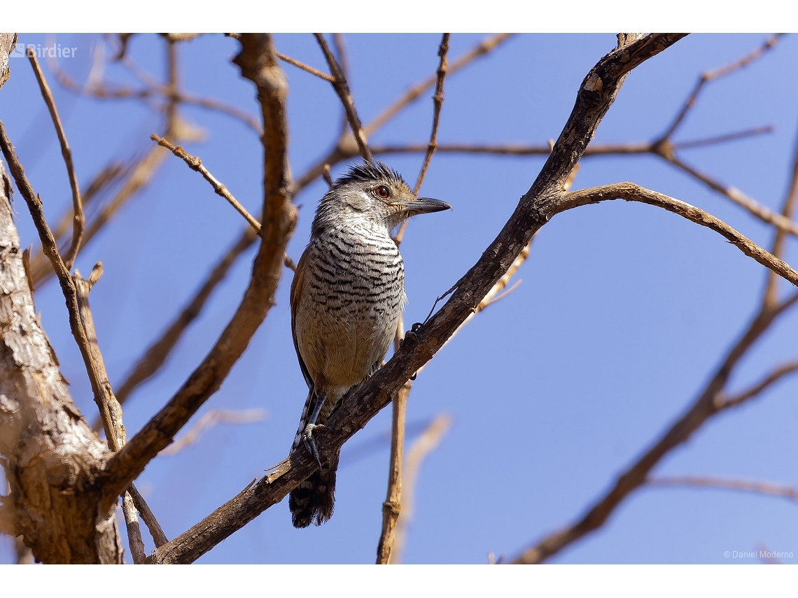 Thamnophilus torquatus
