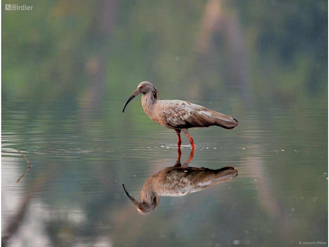 Theristicus caerulescens