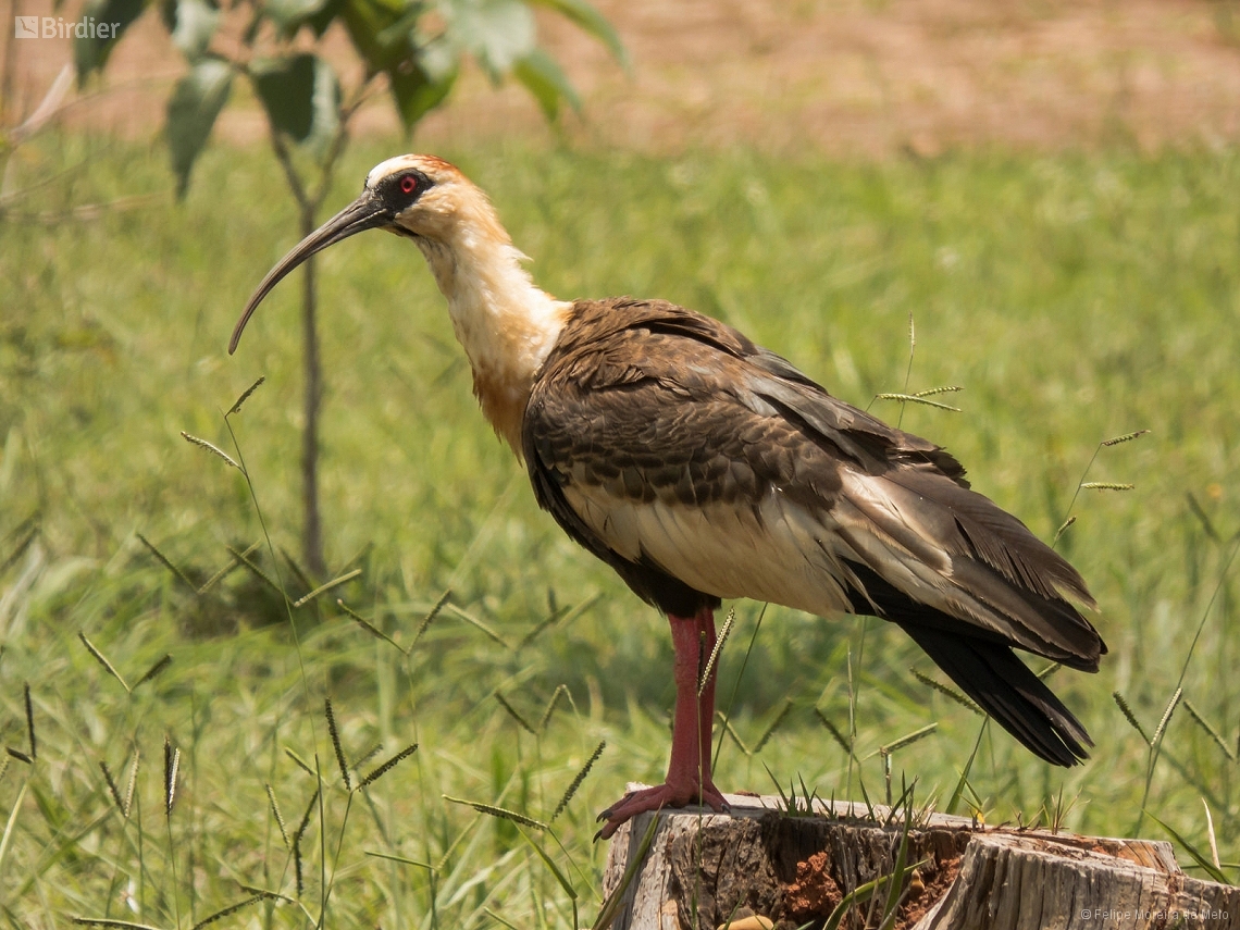 Theristicus caudatus