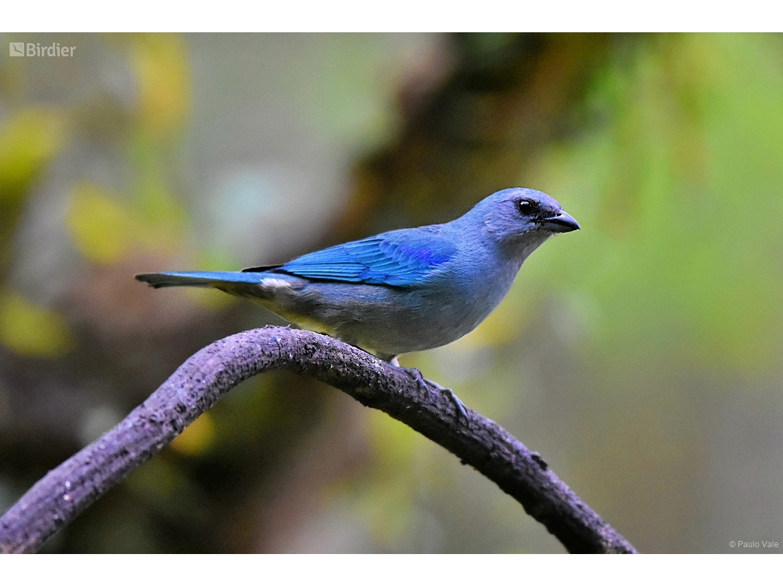 Thraupis cyanoptera
