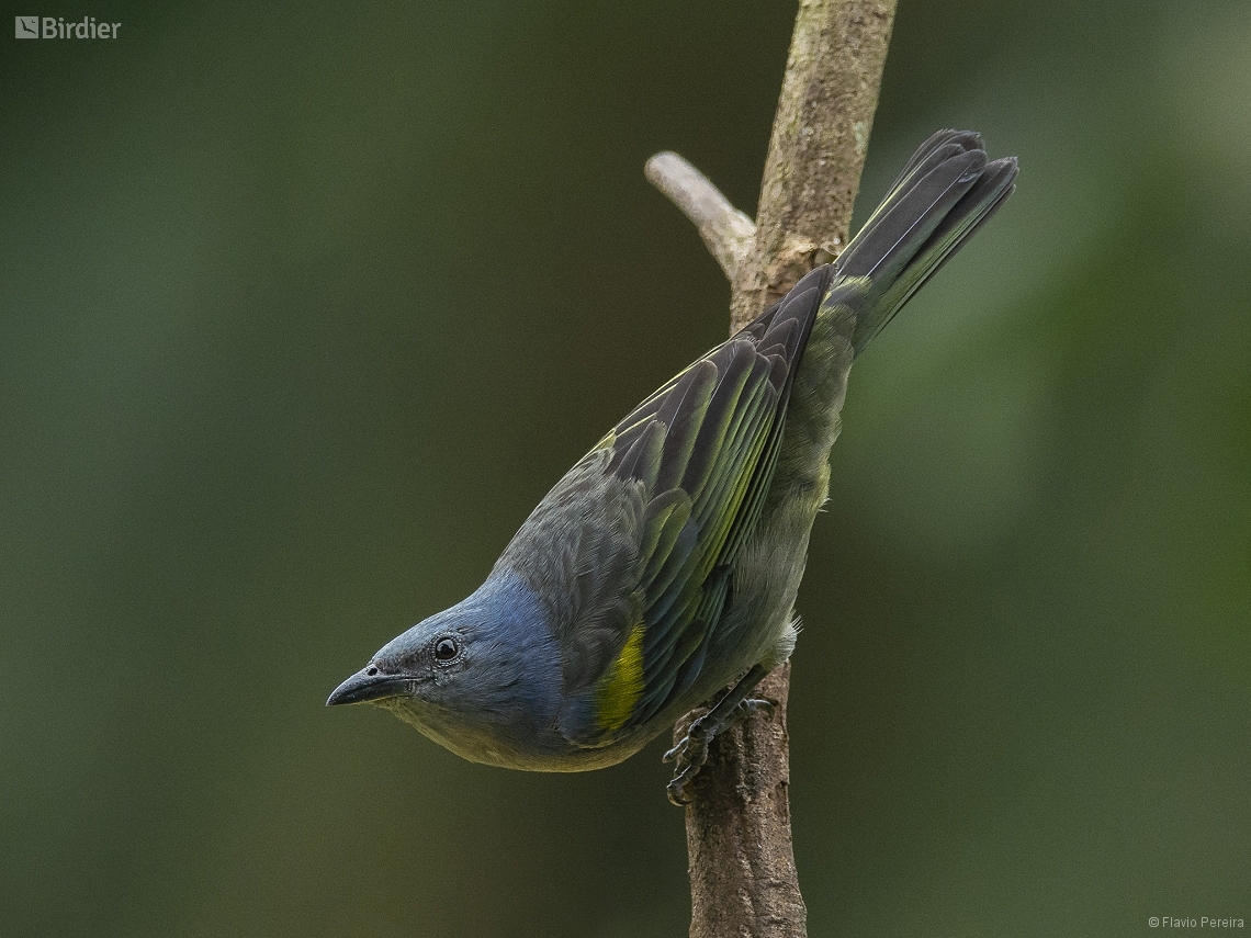 Thraupis ornata