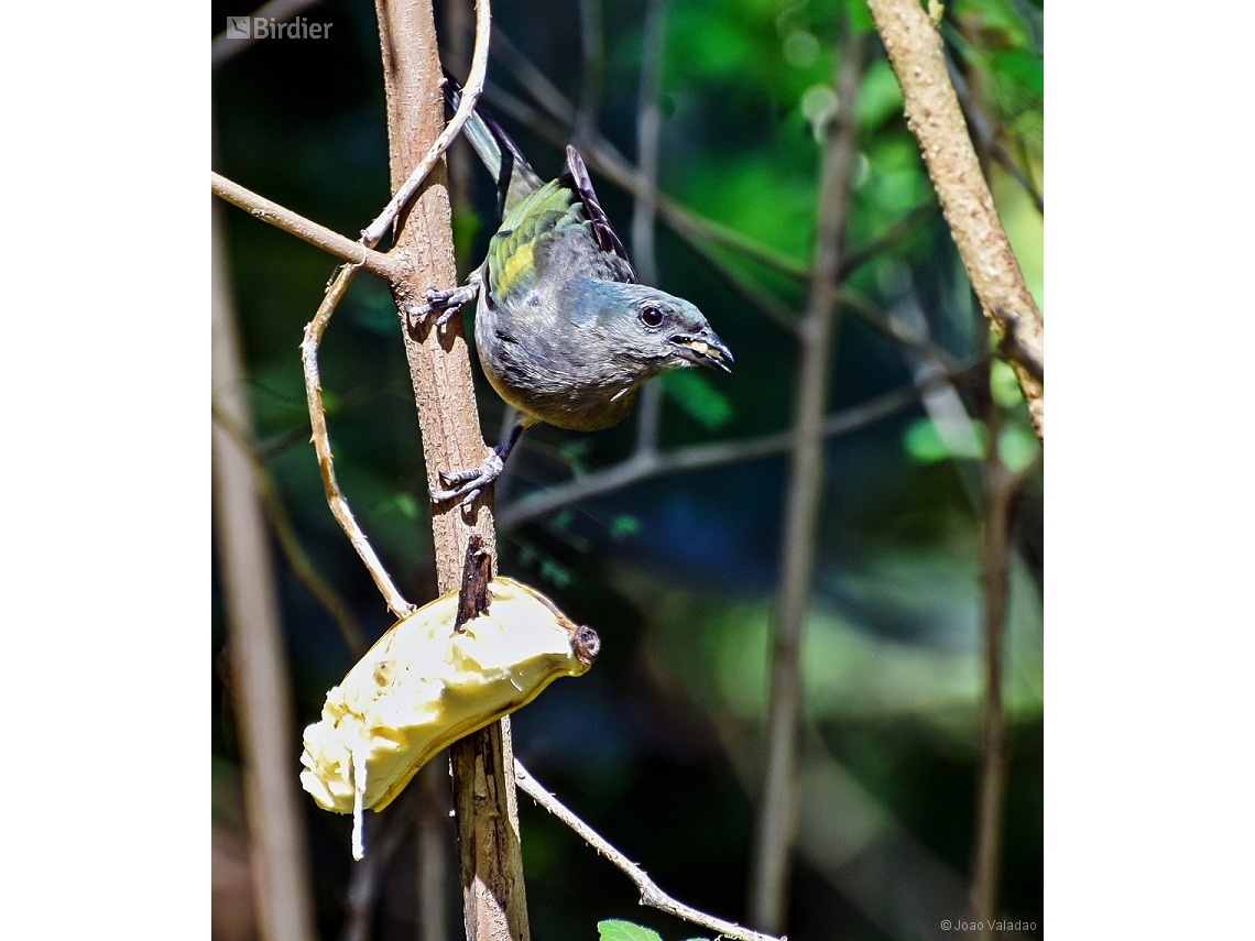 Thraupis ornata