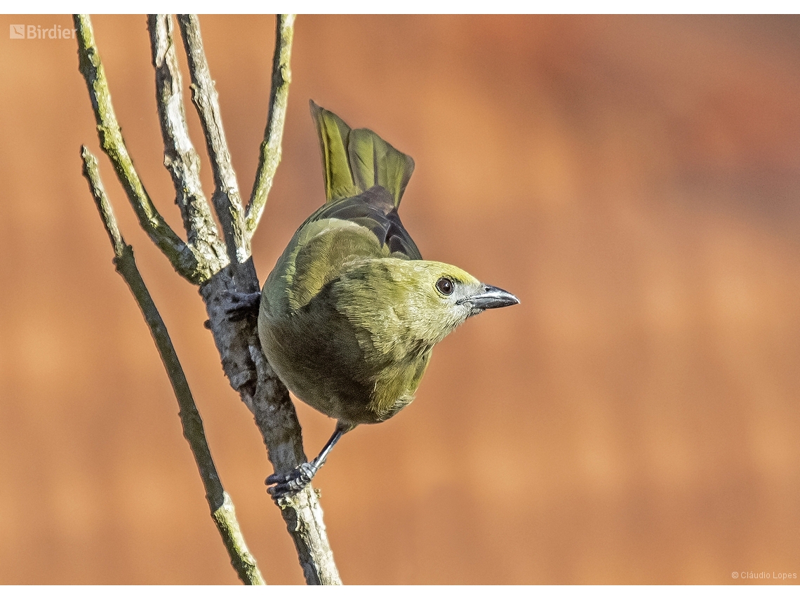 Thraupis palmarum