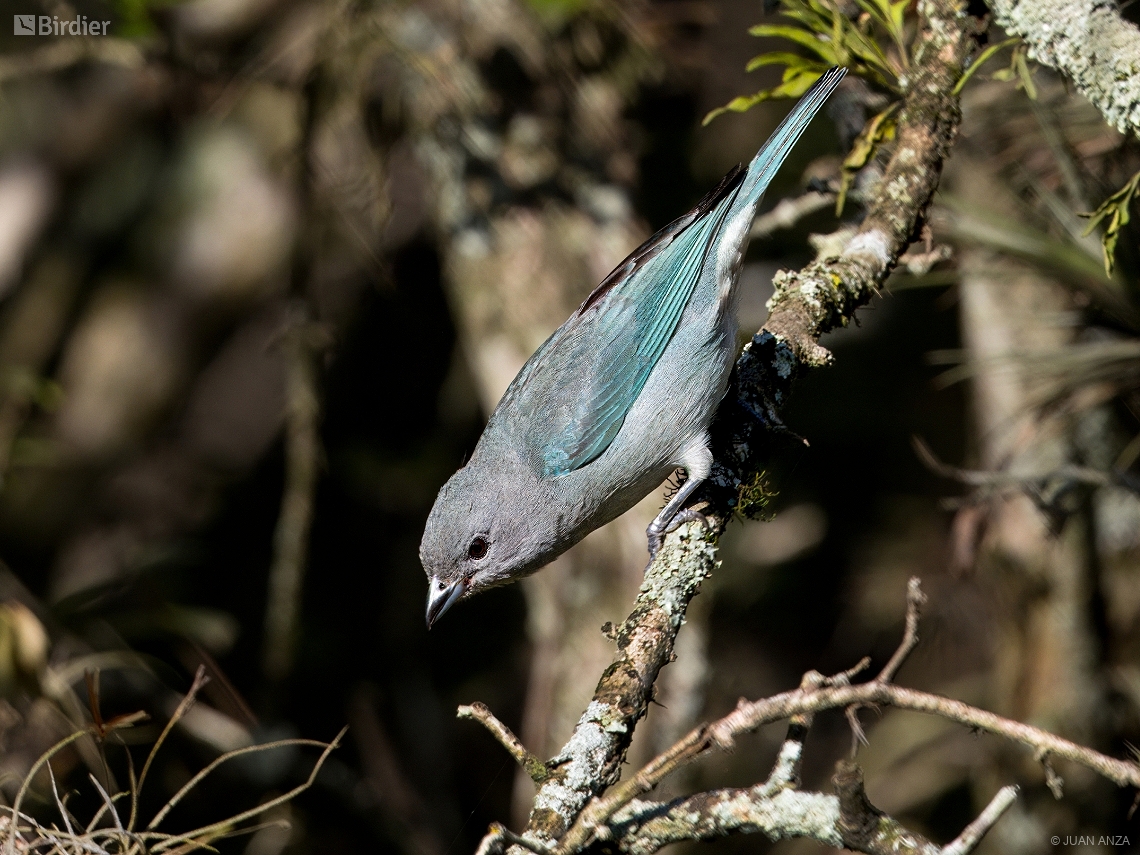 Thraupis sayaca