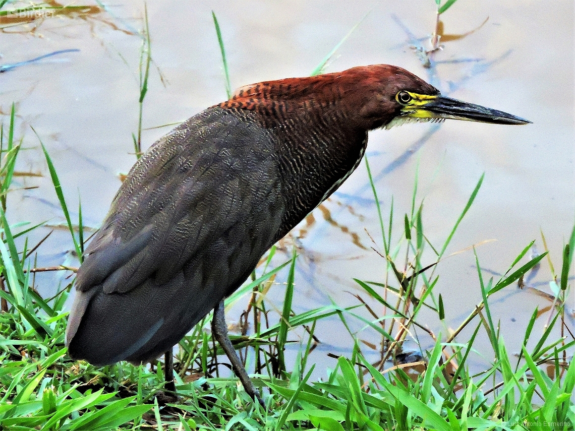 Tigrisoma lineatum
