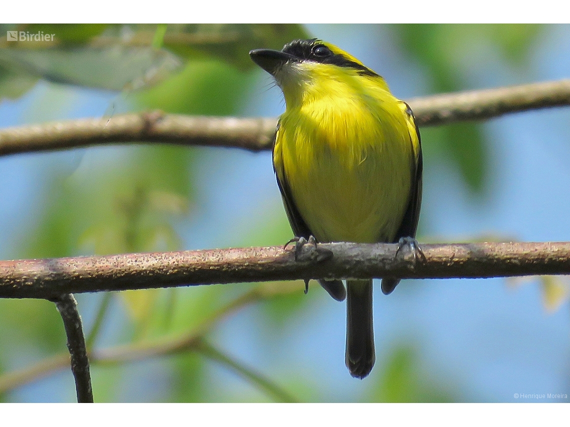 Todirostrum chrysocrotaphum