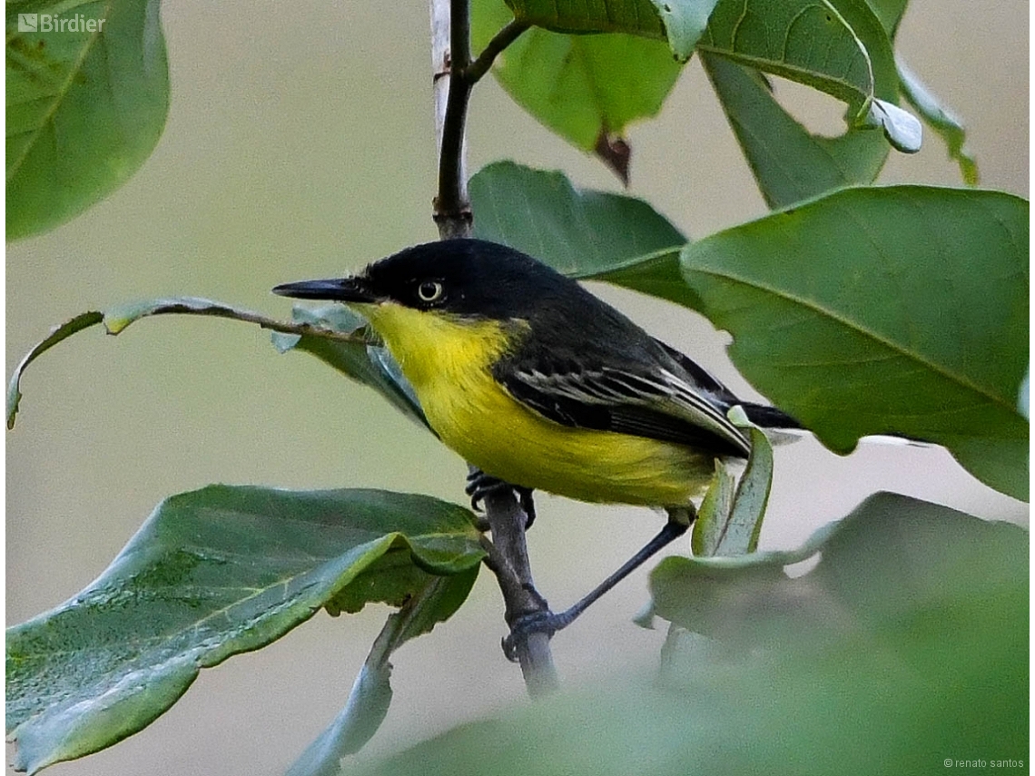 Todirostrum cinereum