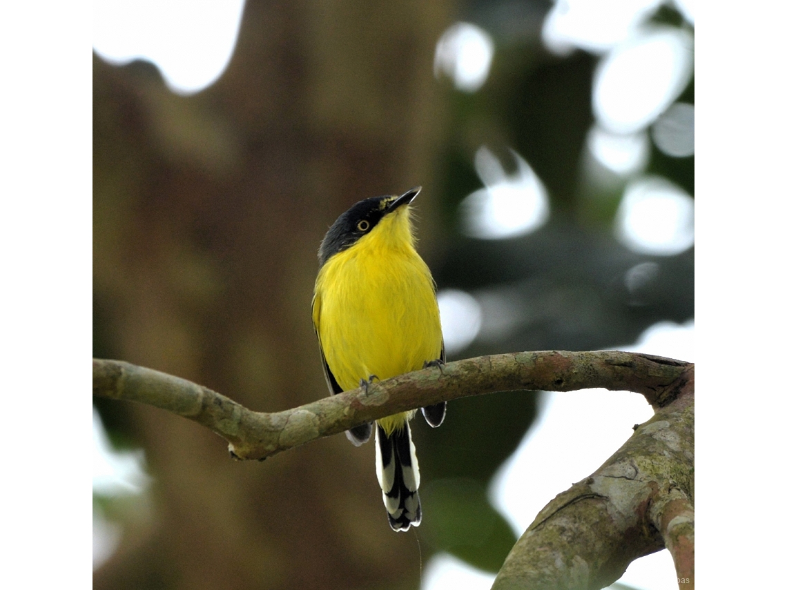 Todirostrum cinereum