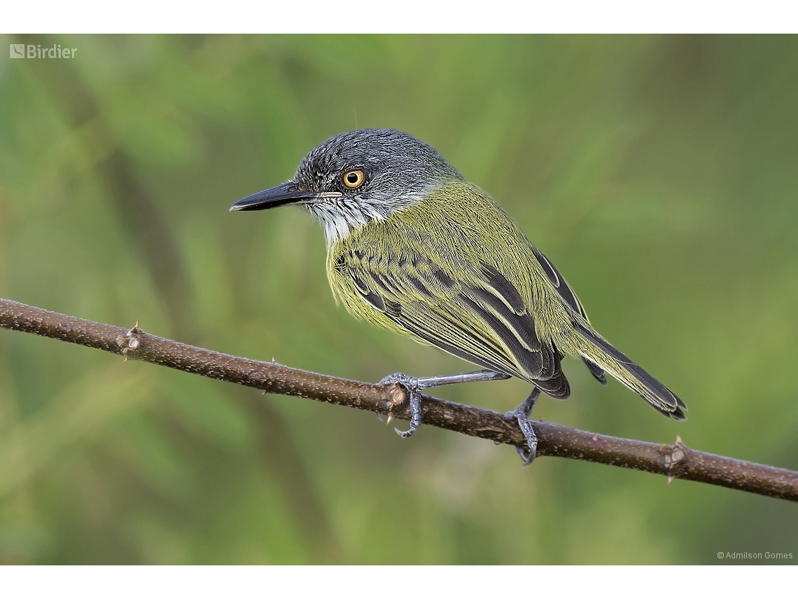Todirostrum maculatum