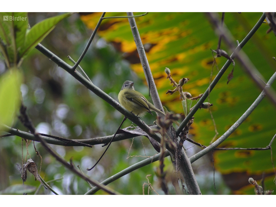Tolmomyias sulphurescens