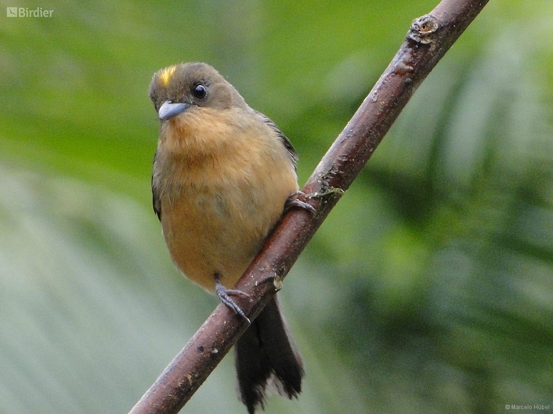 Trichothraupis melanops
