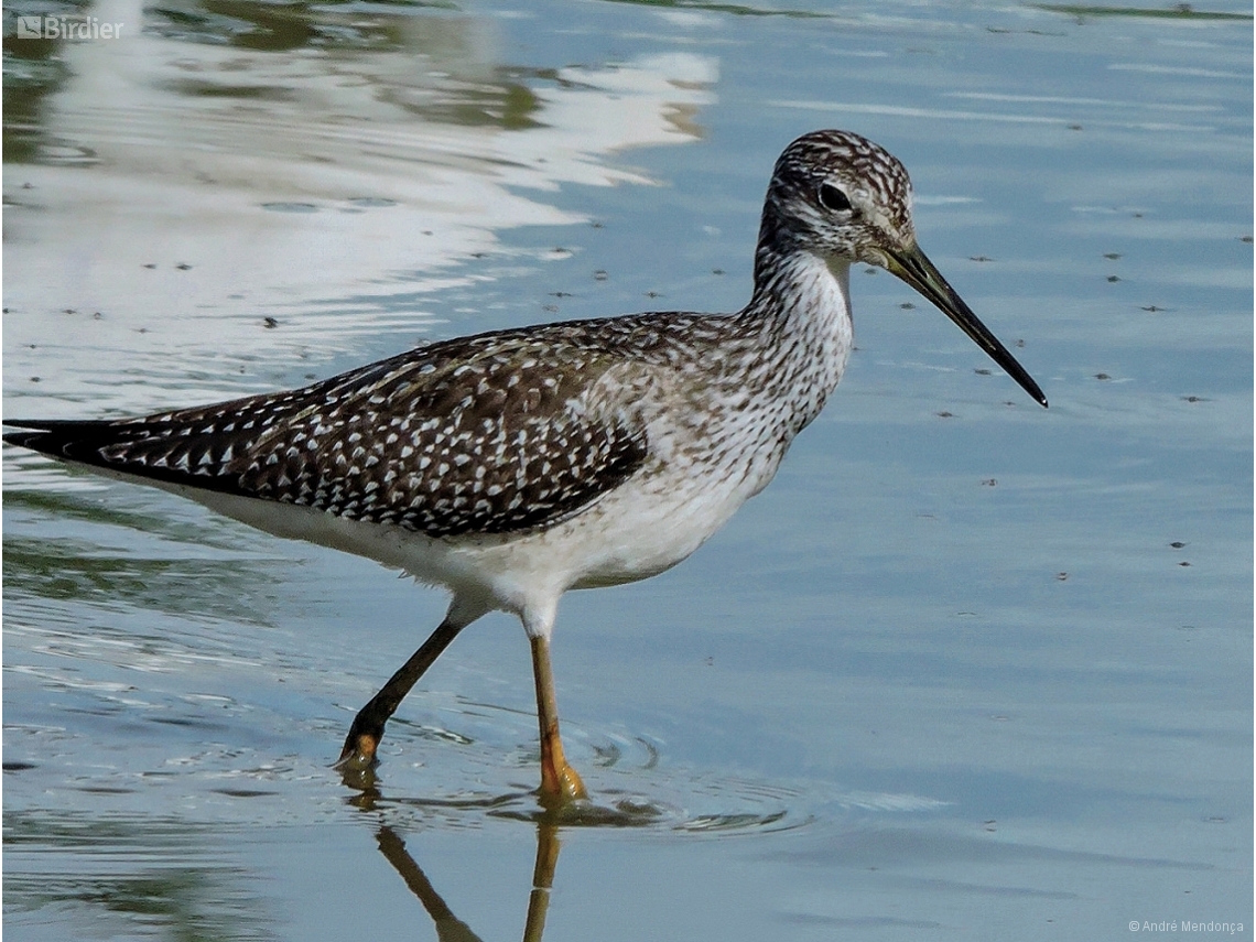Tringa melanoleuca