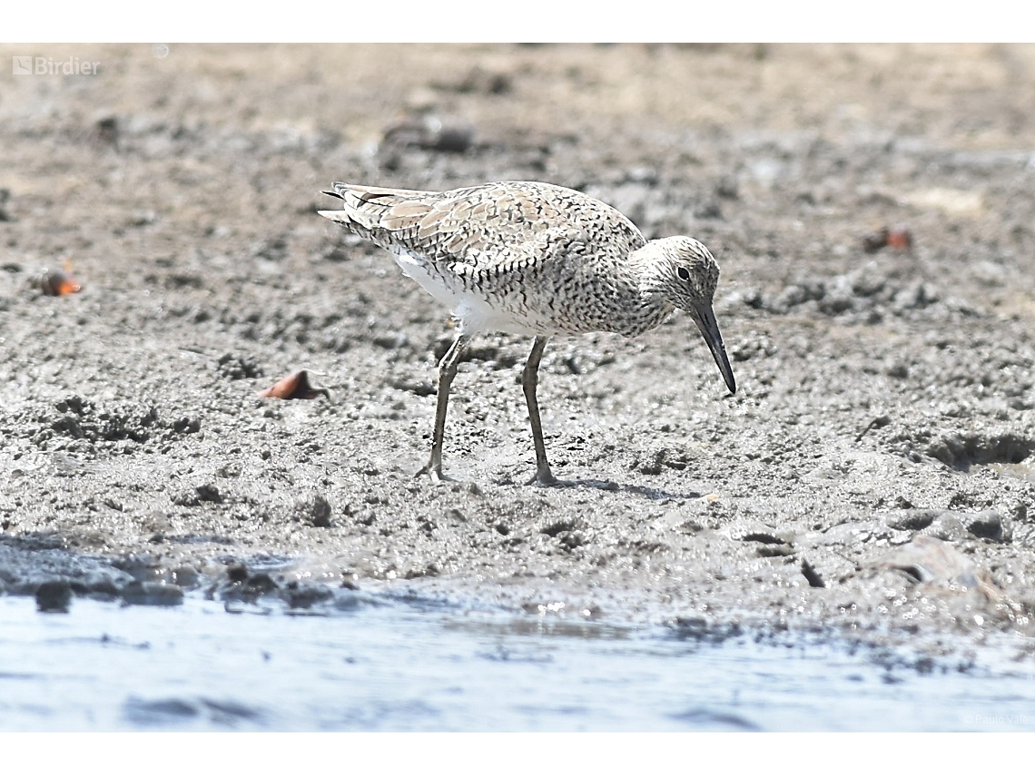 Tringa semipalmata