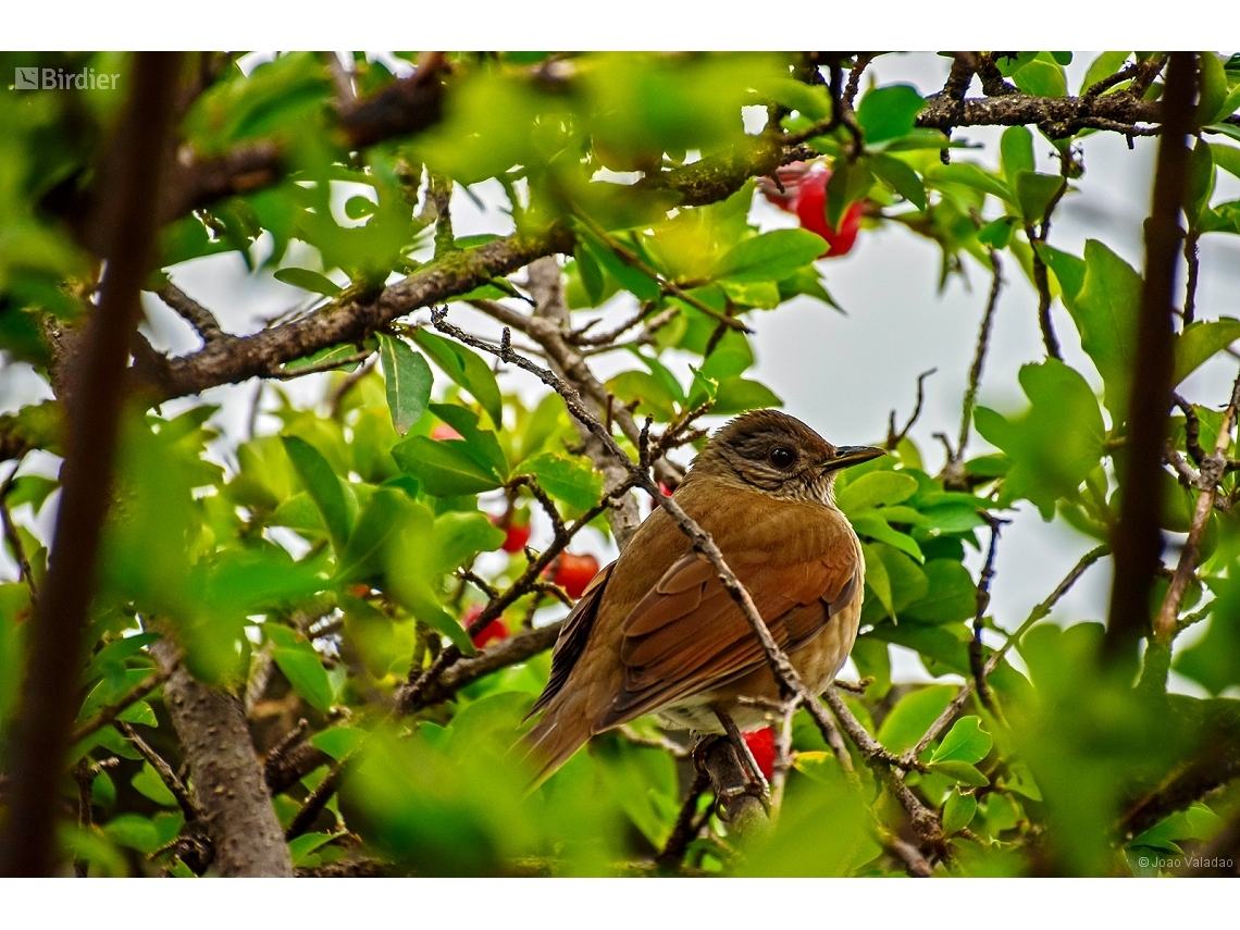 Turdus leucomelas
