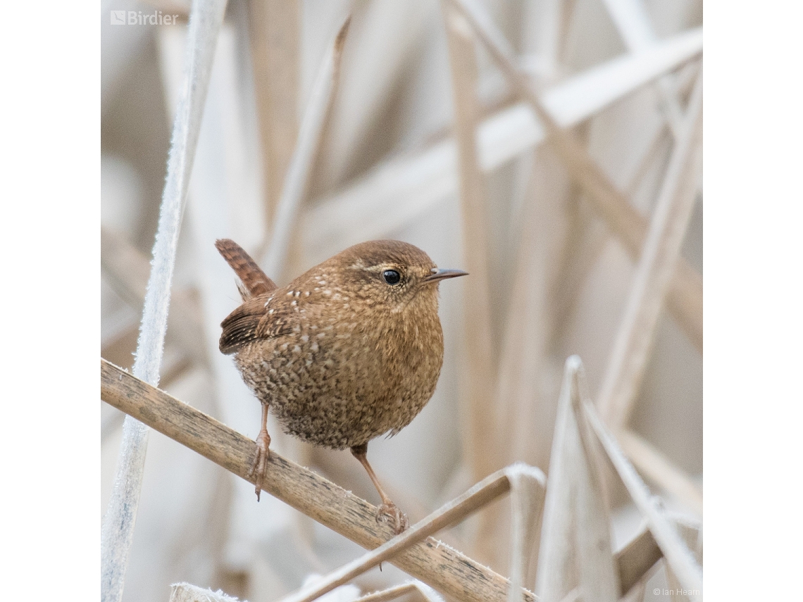 Troglodytes hiemalis