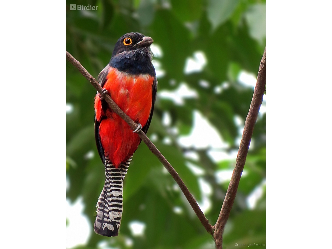 Trogon curucui