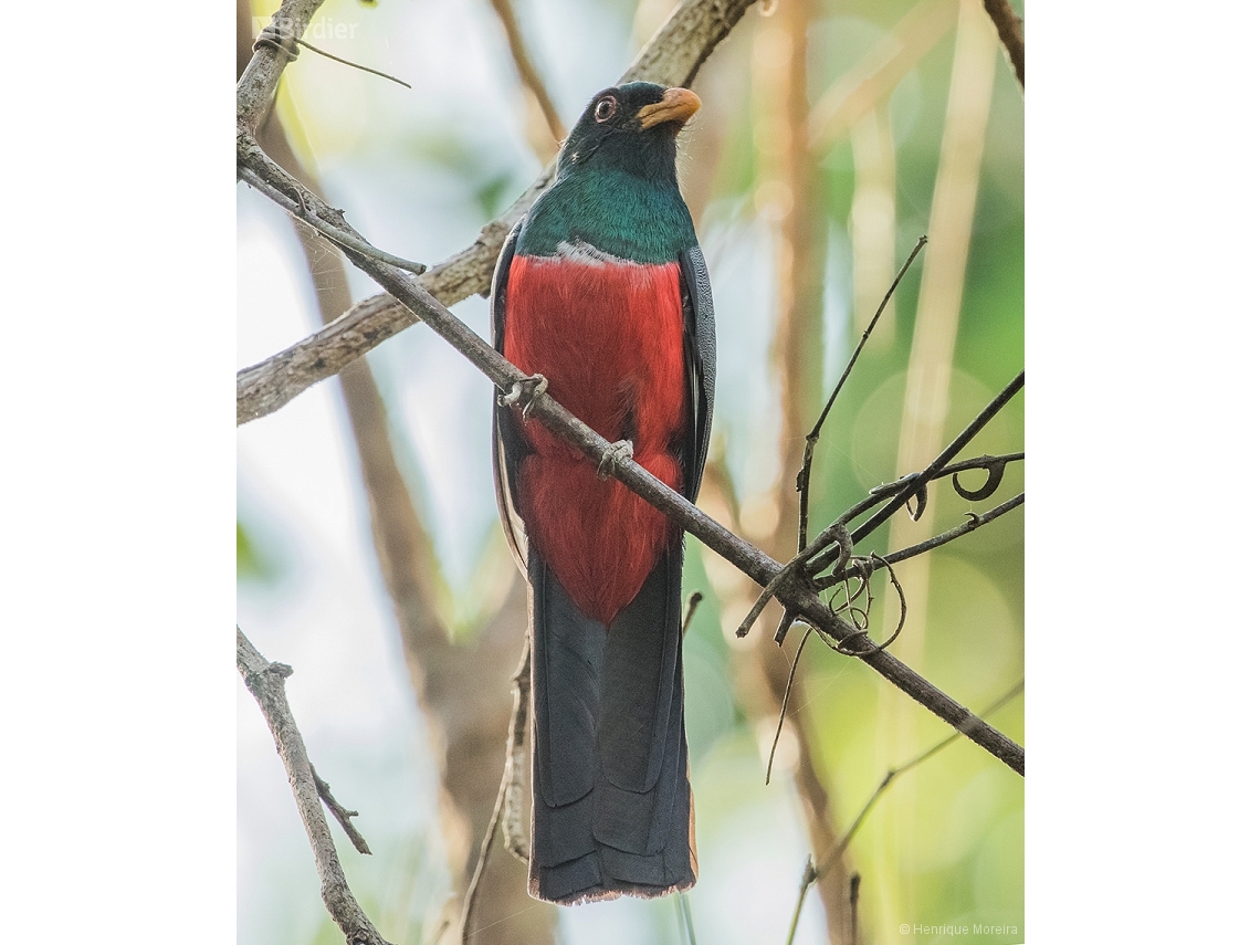 Trogon melanurus