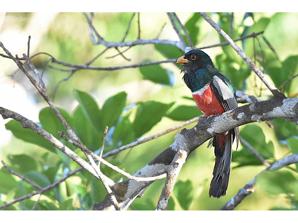 Trogon melanurus