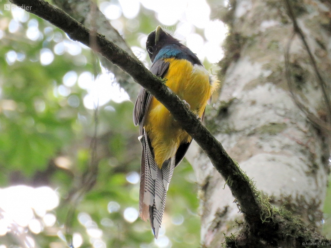 Trogon chrysochloros