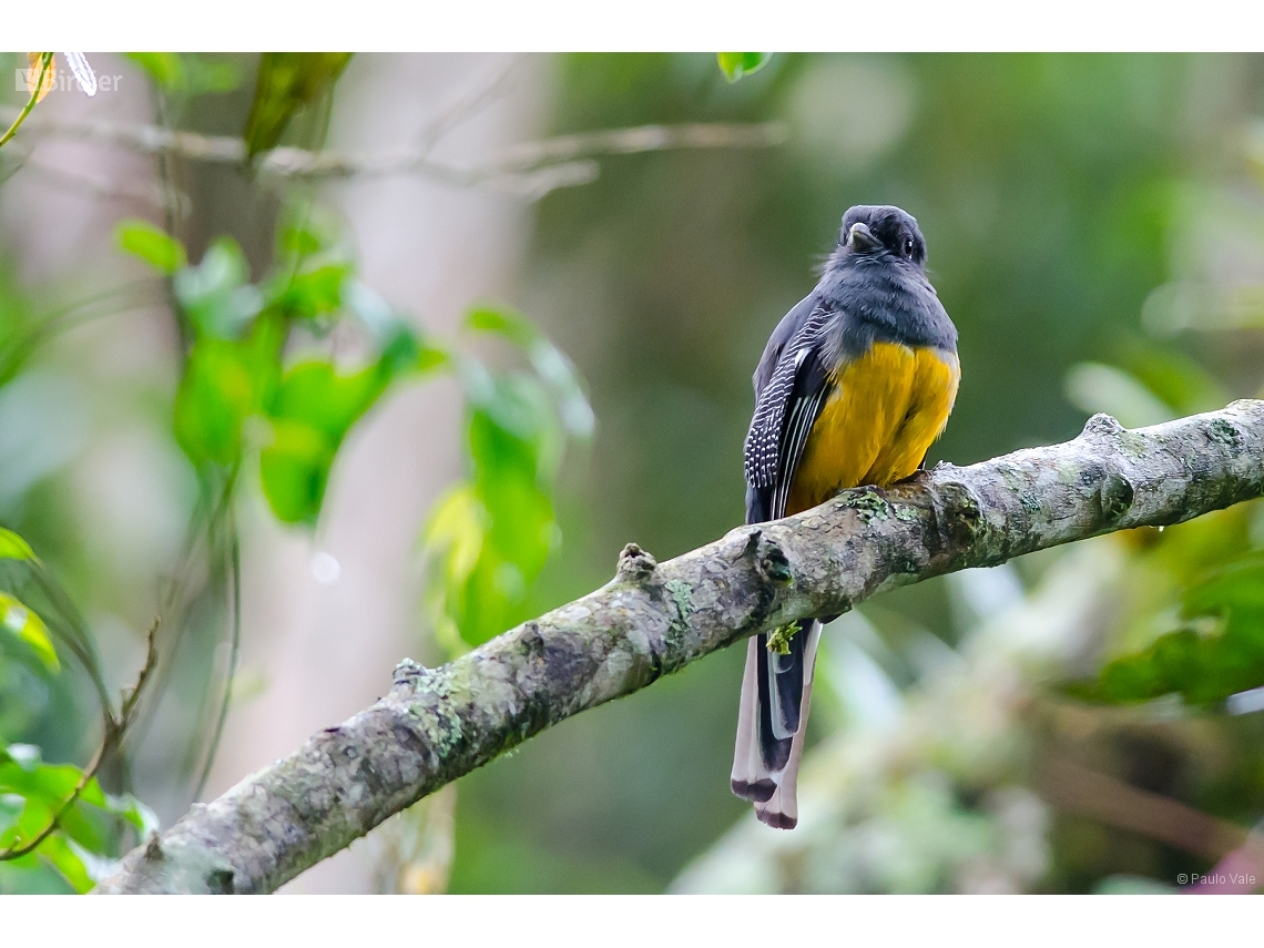 Trogon surrucura