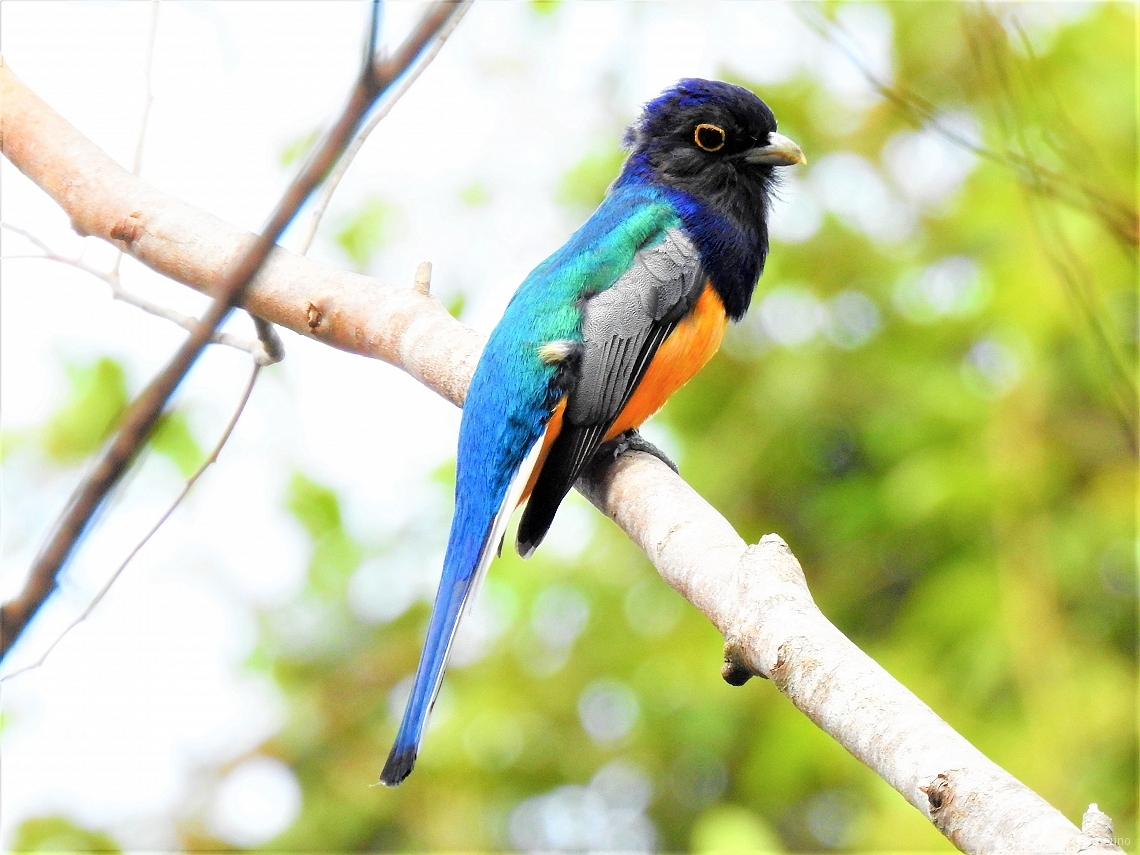 Trogon surrucura