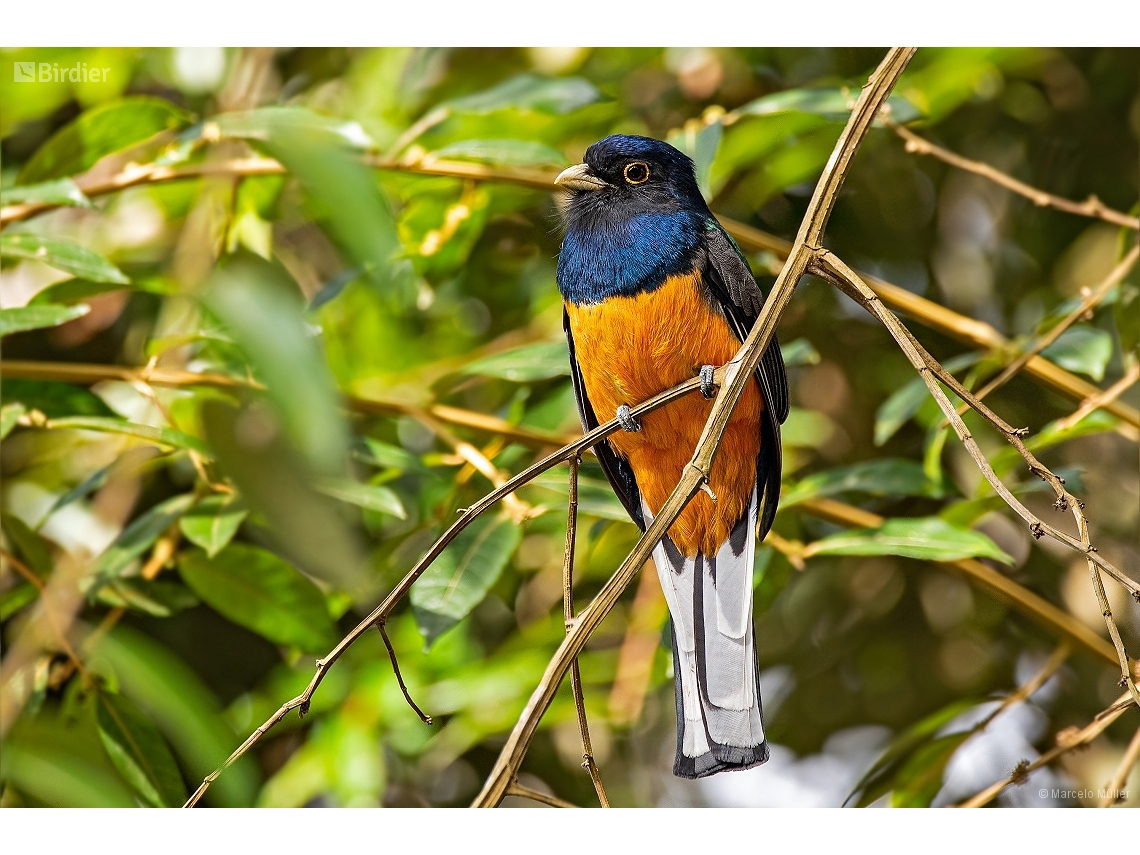 Trogon surrucura