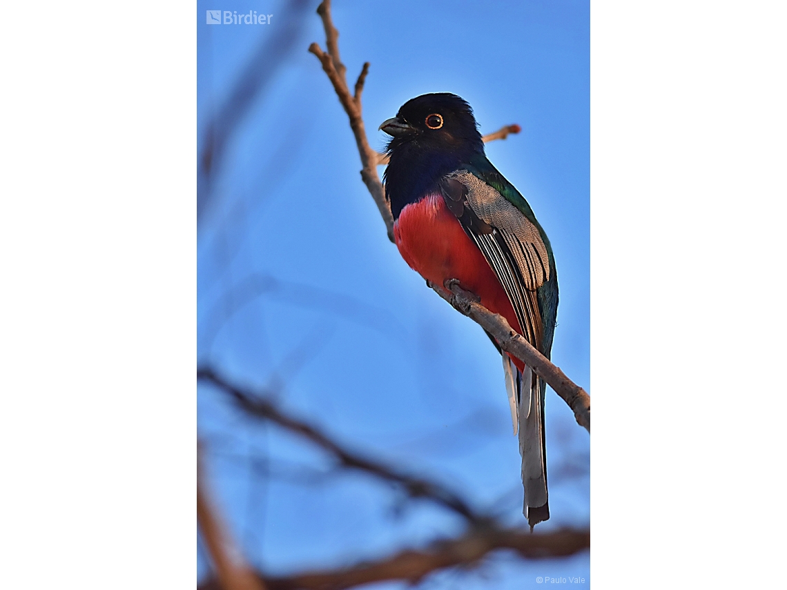 Trogon surrucura