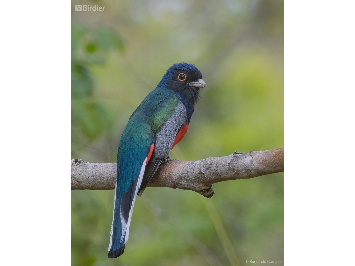 Trogon surrucura