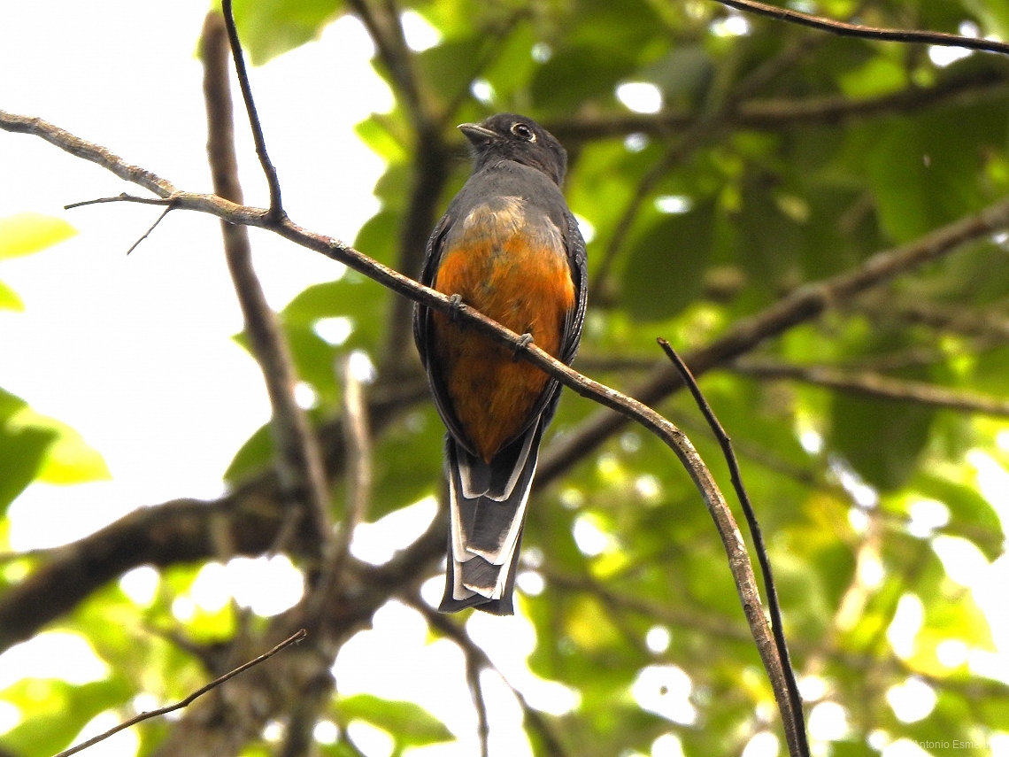 Trogon surrucura