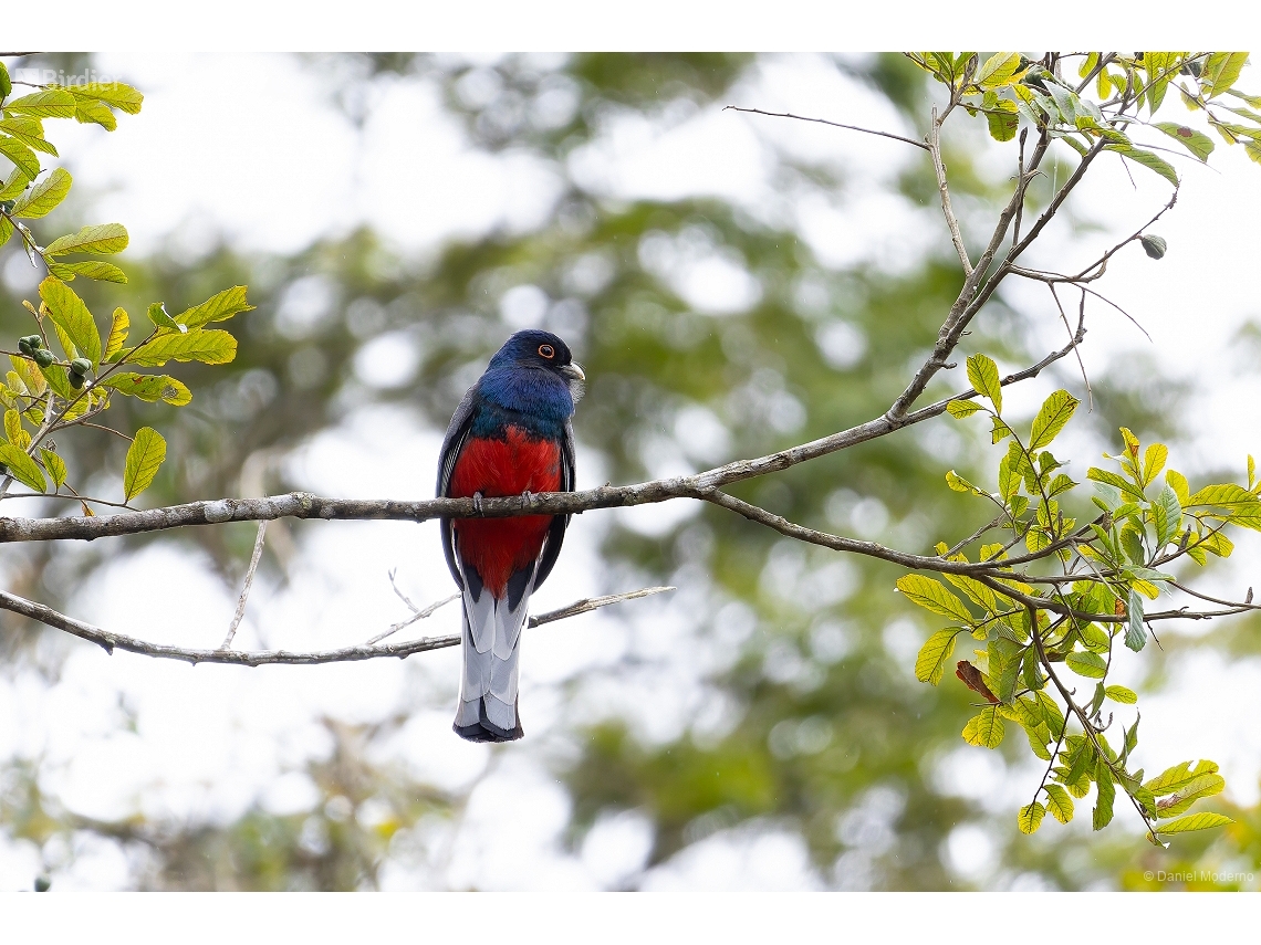 Trogon surrucura
