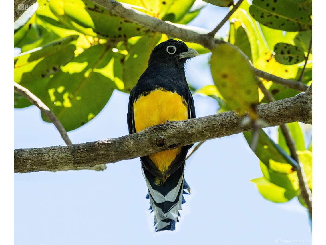 Trogon viridis