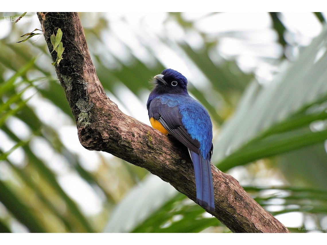 Trogon viridis