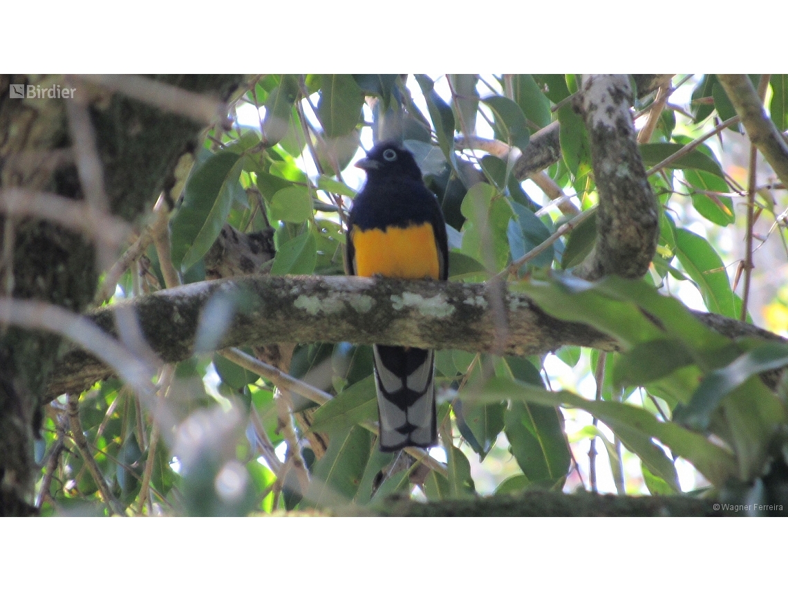 Trogon viridis