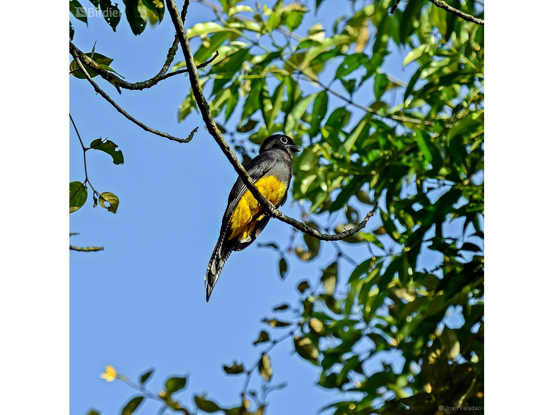 Trogon viridis