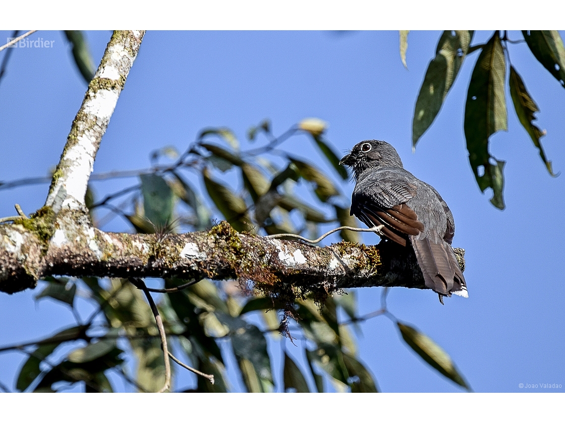 Trogon viridis