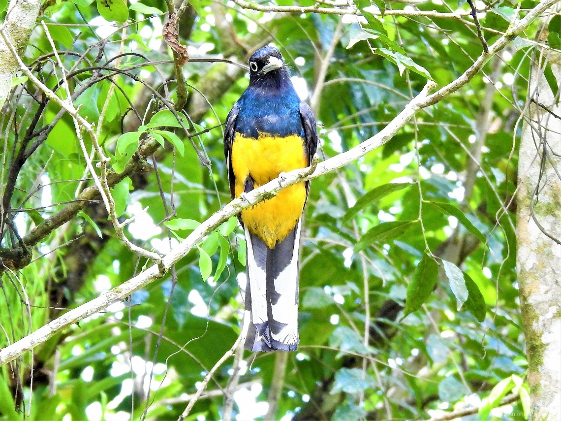 Trogon viridis