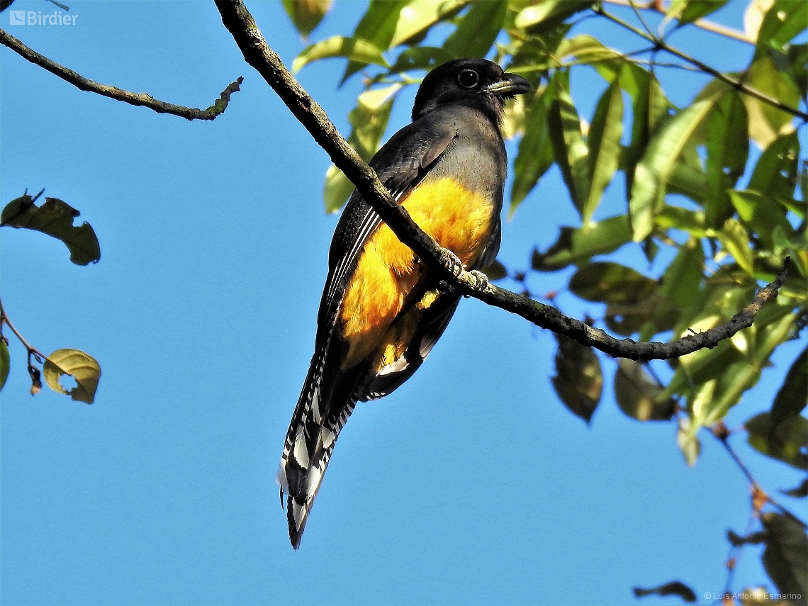 Trogon viridis