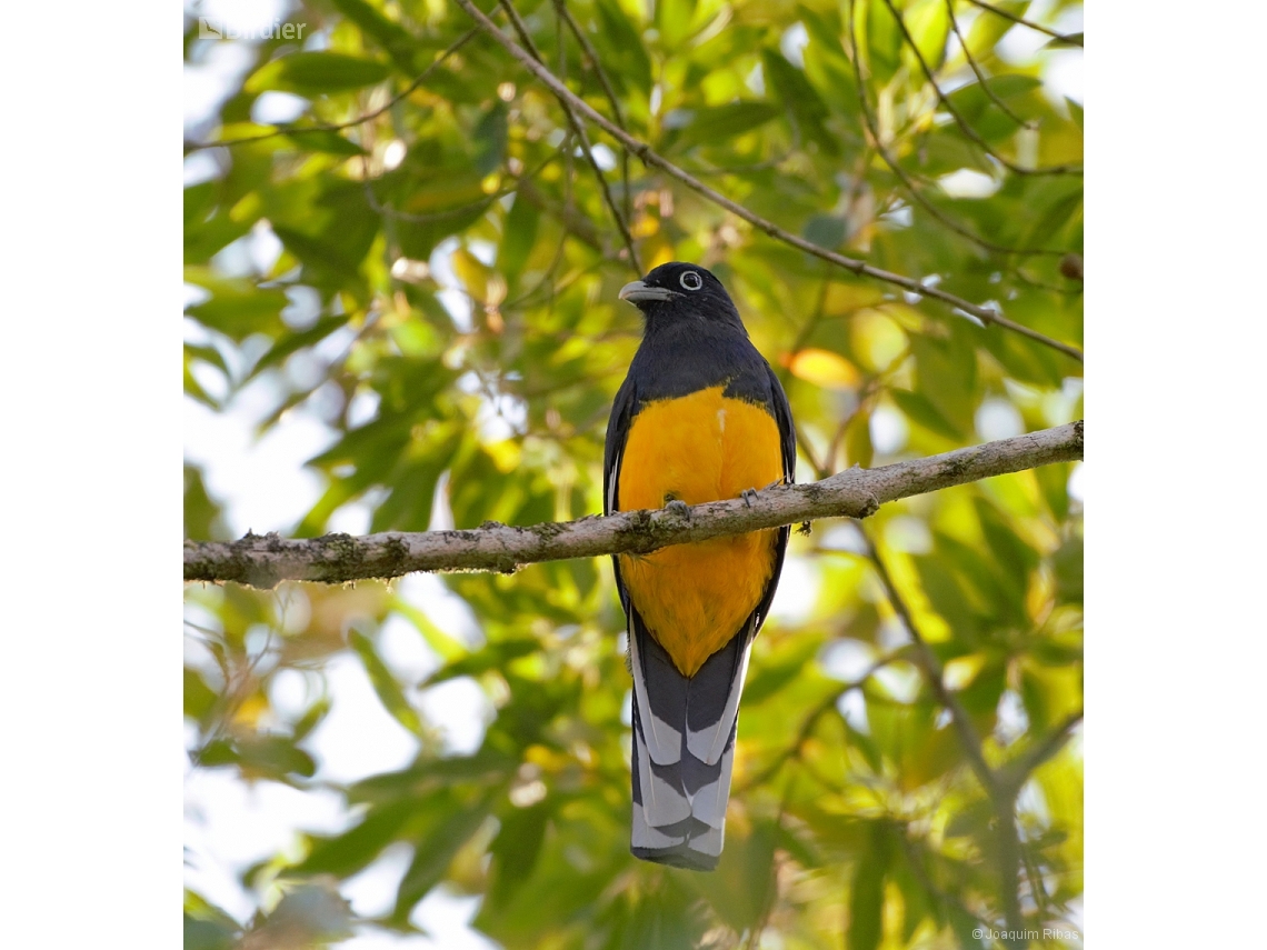 Trogon viridis