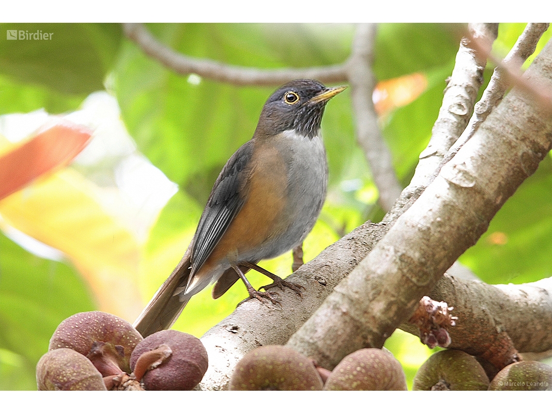 Turdus albicollis