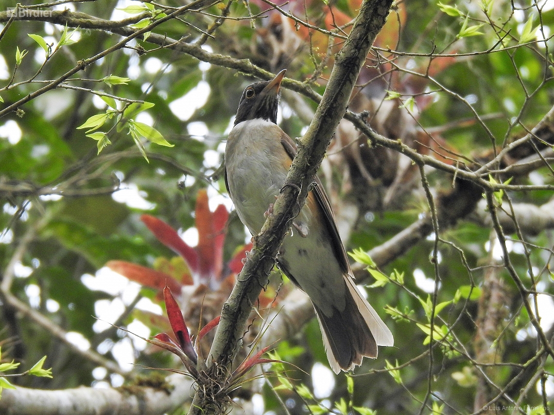 Turdus albicollis