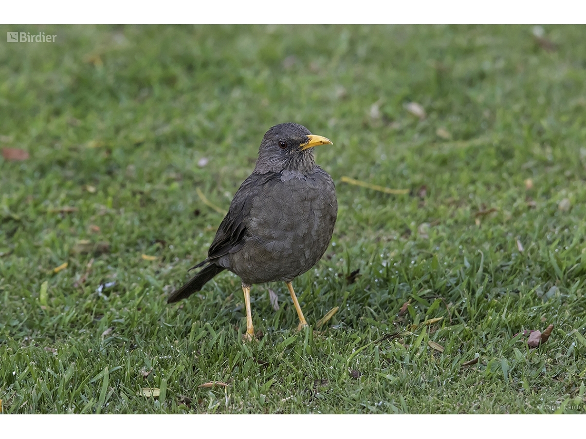 Turdus chiguanco