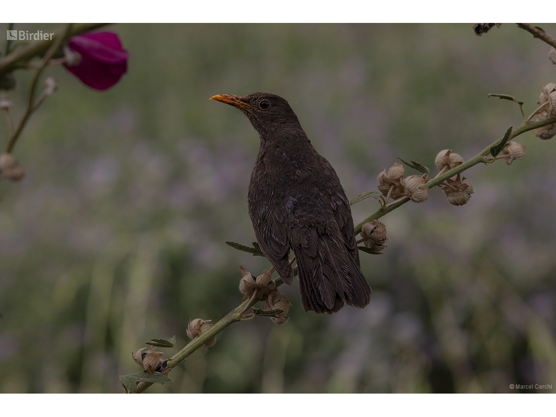 Turdus chiguanco